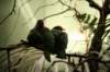 artis_maart07_04_small.jpg