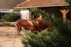 artis_maart07_07_small.jpg