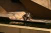 artis_maart07_08_small.jpg
