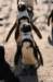 artis_apr07_28_small.jpg