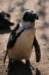 artis_apr07_29_small.jpg