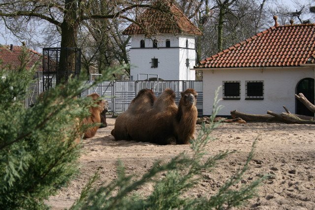 artis_maart07_01.jpg