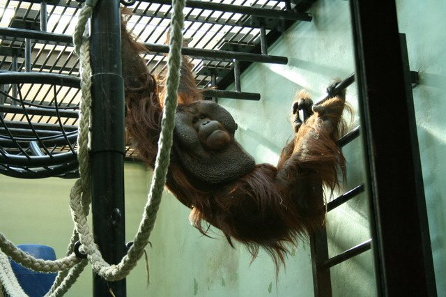 artis_maart07_05.jpg
