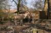 artis_maart07_10_small.jpg