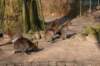 artis_maart07_12_small.jpg