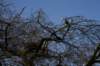 artis_maart07_13_small.jpg