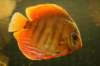 artis_maart07_15_small.jpg