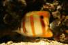 artis_maart07_16_small.jpg