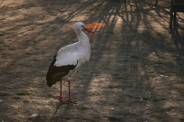 artis_maart07_22.jpg