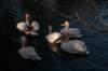 artis_maart07_24_small.jpg