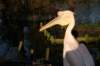 artis_maart07_25_small.jpg