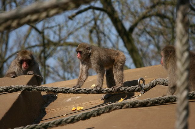 artis_apr07_01.jpg