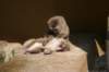 artis_apr07_02_small.jpg