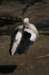 artis_apr07_07_small.jpg