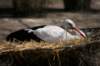 artis_apr07_08_small.jpg