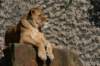 artis_apr07_11_small.jpg