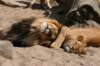 artis_apr07_13_small.jpg