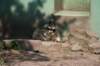 artis_apr07_20_small.jpg
