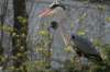 artis_apr07_25_small.jpg