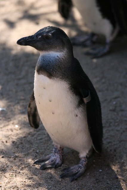 artis_apr07_26.jpg